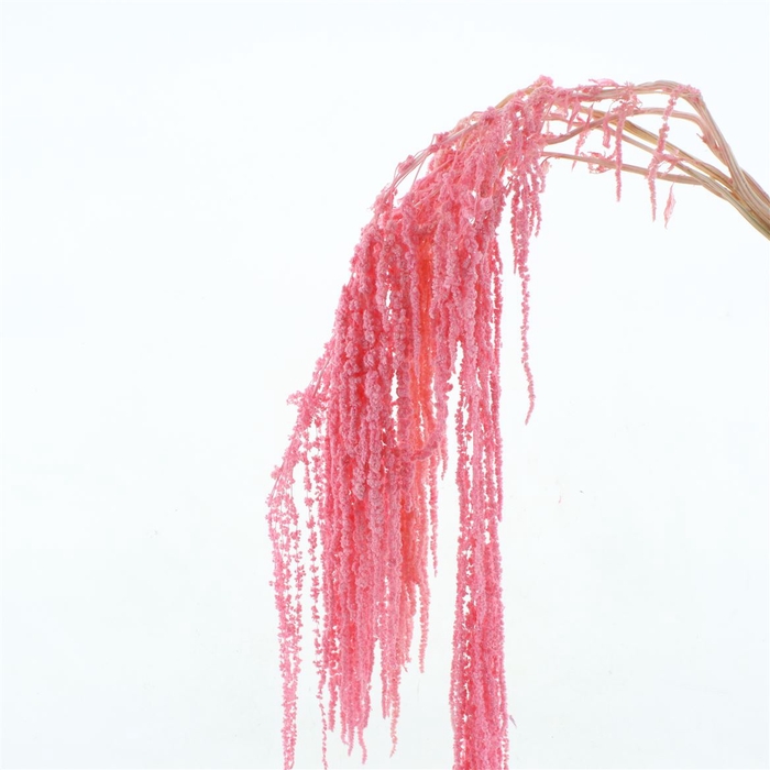 Pres Amaranthus Bleached Light Pink X L