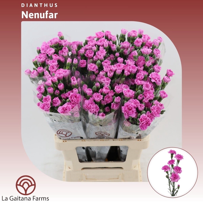 <h4>Dianthus tr Nenufar</h4>