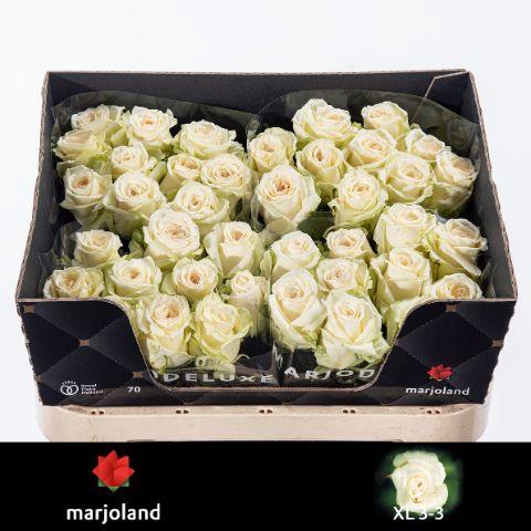 <h4>R GR DOLOMITI                                    XL</h4>