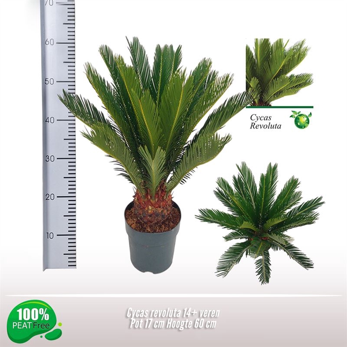 <h4>Cycas revoluta</h4>