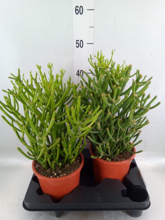 <h4>Euphorbia tirucalli</h4>