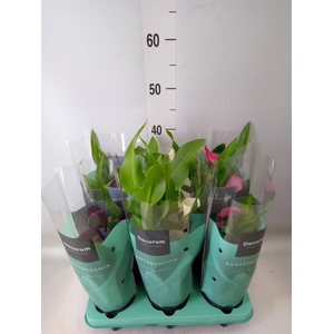 Zantedeschia   ...mix