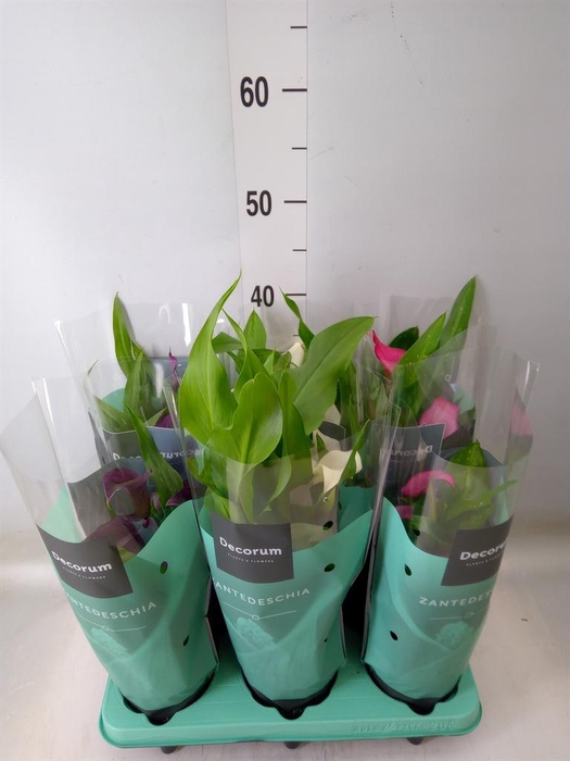 <h4>Zantedeschia   ...mix</h4>