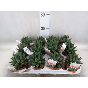 Haworthia   ...