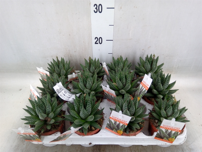<h4>Haworthia   ...</h4>