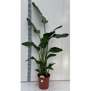 STRELITZIA NICOLAI