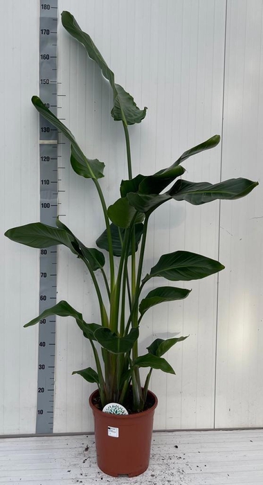 <h4>STRELITZIA NICOLAI</h4>