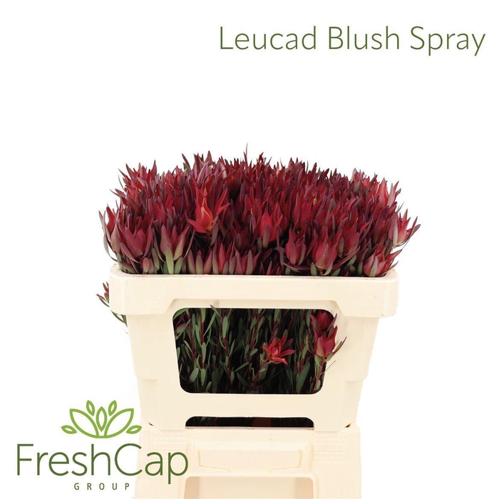 <h4>Leucadendron salignum 'Blush'</h4>