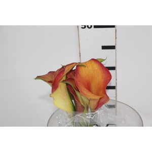 CALLA EXOTIC TRINITY 040 CM