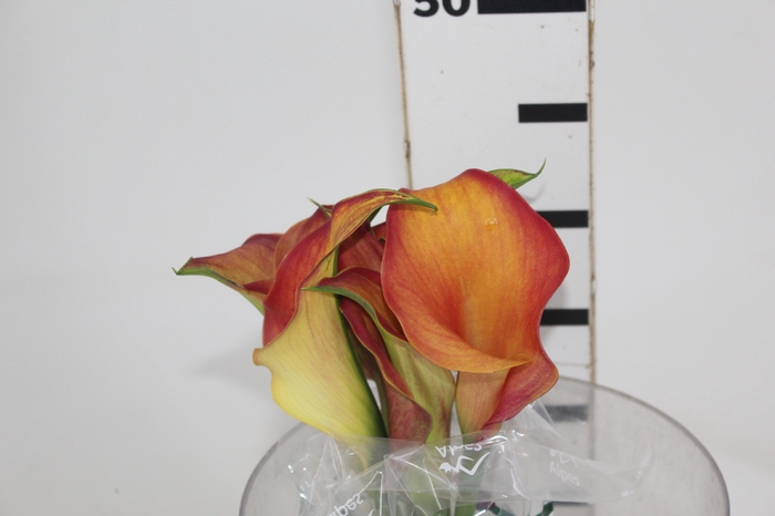 <h4>CALLA EXOTIC TRINITY 040 CM</h4>