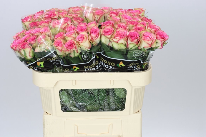 <h4>Rosa Gr Monique</h4>
