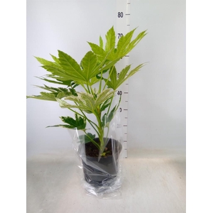 Fatsia japonica 'Variegata'