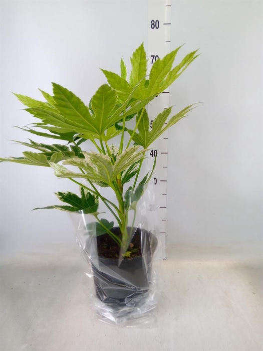 <h4>Fatsia japonica 'Variegata'</h4>