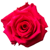 R Gr Hot Explorer Hot Pink 60cm EC
