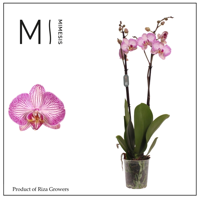 <h4>Phalaenopsis Krakow 2 spike – 12cm | Mimesis</h4>
