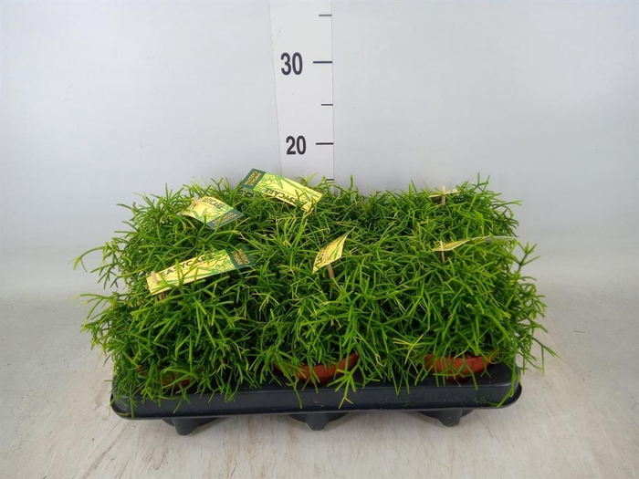 <h4>Rhipsalis baccifera 'Oasis'</h4>