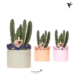 Kolibri Greens Stapelia Leendertziae in Funky pot mix