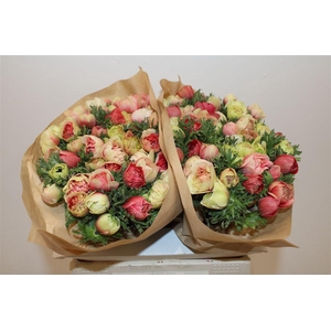 Anem Full Star Bicolor Red