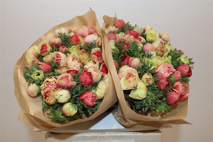 <h4>Anem Full Star Bicolor Red</h4>