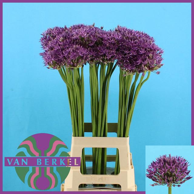 <h4>ALLIUM JACKPOT</h4>