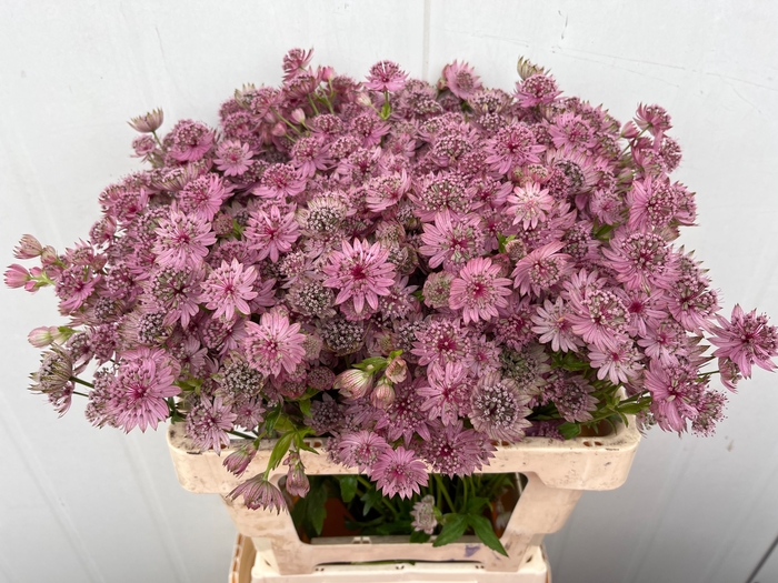 <h4>ASTR PINK SENSATION</h4>