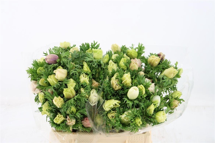 <h4>Anem Marianne Mix</h4>