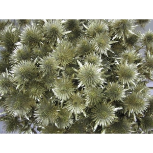 Eryn Magnetar Goud L60