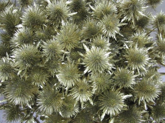 <h4>Eryn Magnetar Goud L60</h4>