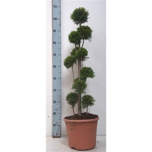 Thuja oc. Smaragd, pon-pon vorm 70-90cm - 10 liter deco