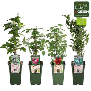 Fruit mix tray bio P19 standaard