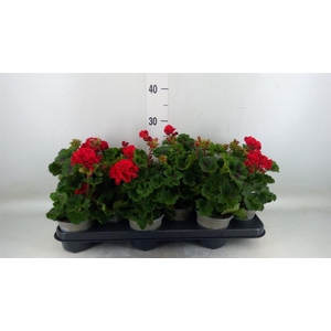 Pelargonium zona. 'Tosca Bernd'