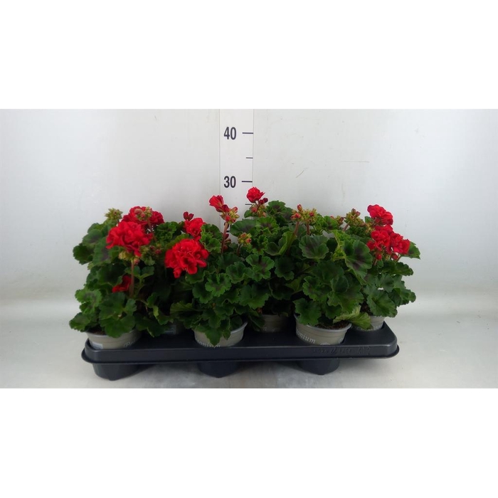 <h4>Pelargonium zona. 'Tosca Bernd'</h4>