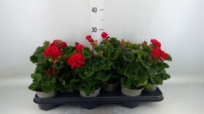 <h4>Pelargonium zona. 'Tosca Bernd'</h4>