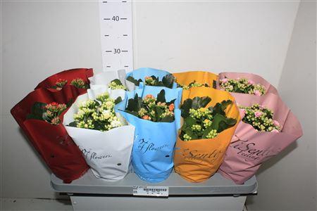 <h4>Kal Ge Gem 5 Kl Tisento P12</h4>