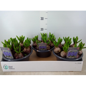 Hyacinthus orie. 'Blue Star'