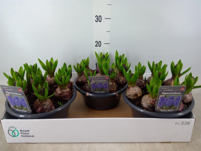<h4>Hyacinthus orie. 'Blue Star'</h4>