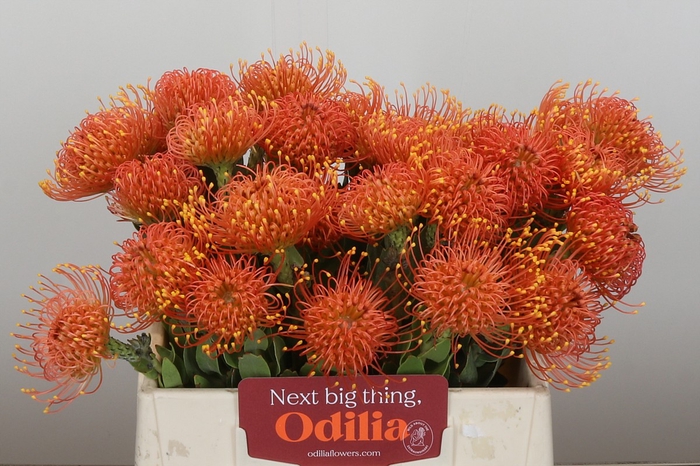 <h4>Nutans Gold Dust</h4>