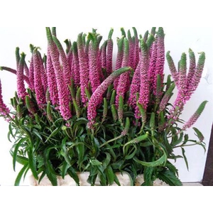 Veronica Smart Iselle Rose