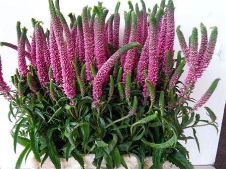 <h4>Veronica Smart Iselle Rose</h4>
