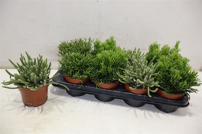 <h4>Rhipsalis Gem</h4>