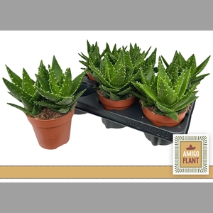 ALOE PERFOLIATA
