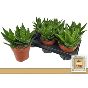 ALOE PERFOLIATA