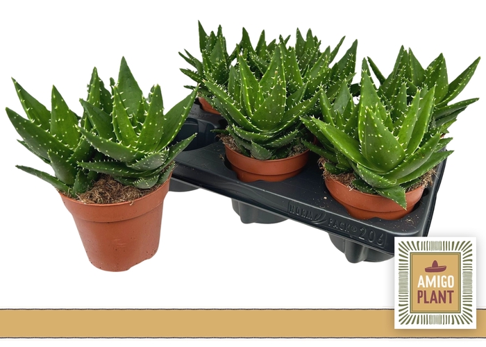 <h4>ALOE PERFOLIATA</h4>