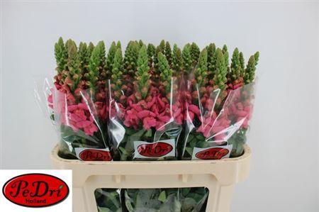 <h4>Antir Cool Rose</h4>