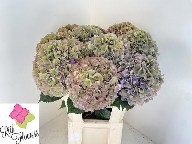 <h4>HYDR M ROY PARADE CL</h4>