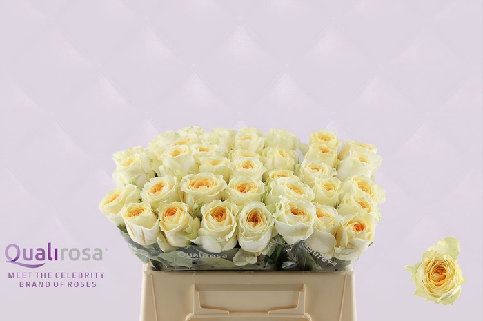 <h4>R Gr Buttercup</h4>