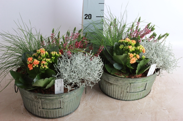 <h4>ARR TUINPLANTEN</h4>