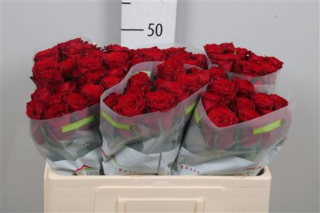 <h4>R Gr Madam Red</h4>