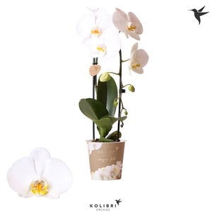 Kolibri Orchids Cascade Niagara fall white 1spike