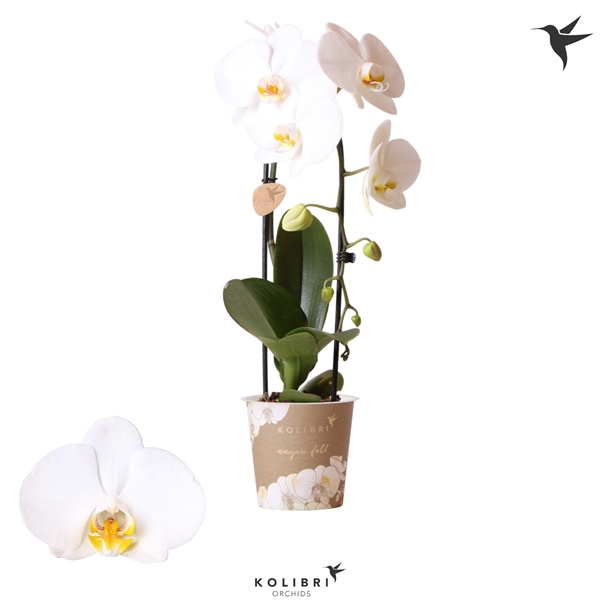 <h4>Kolibri Orchids Cascade Niagara fall white 1spike</h4>